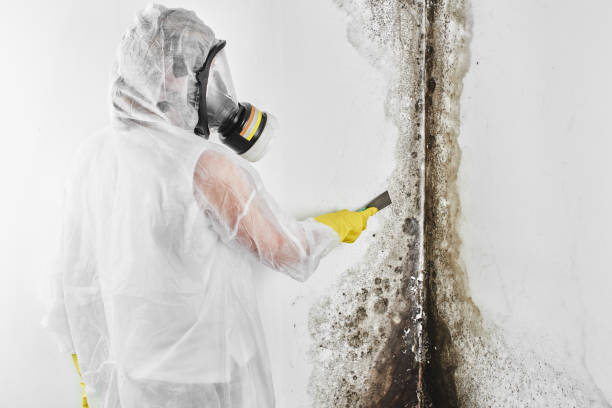 Mold Testing and Removal in Bray, OK