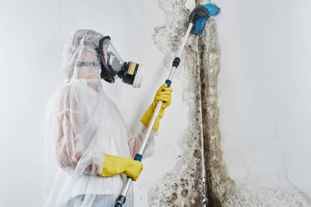 Best Same-Day Mold Removal  in Bray, OK