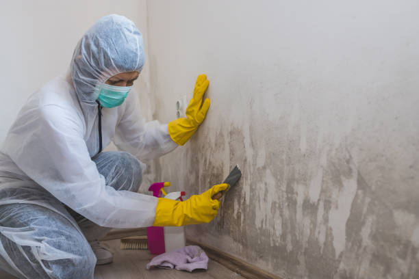 Home Mold Removal in Bray, OK