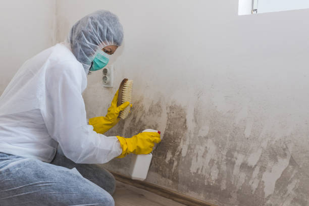 Best Toxic Mold Removal  in Bray, OK