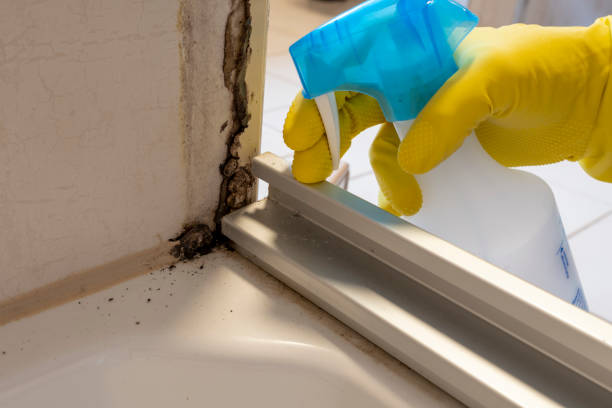 Best Same-Day Mold Removal  in Bray, OK