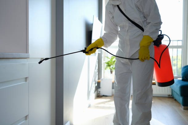 Best Local Mold Removal Service  in Bray, OK