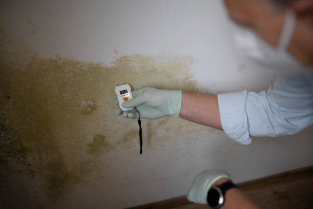 Best Emergency Mold Removal  in Bray, OK