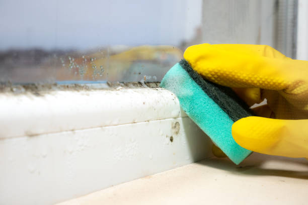 Best Home Mold Removal  in Bray, OK