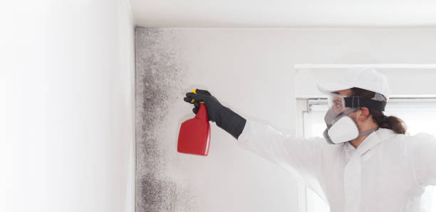 Best Mold Remediation  in Bray, OK