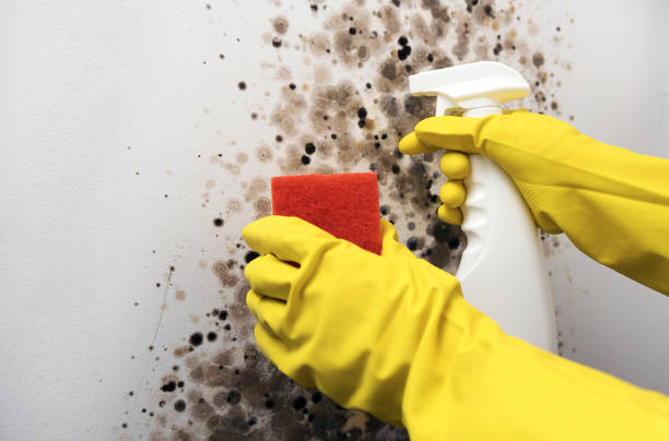 Best Best Mold Removal Companies  in Bray, OK