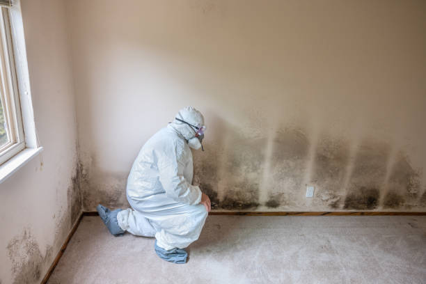 Best Mold Testing  in Bray, OK